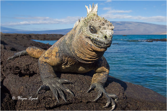 Marine Iguana 116 by Dr. Wayne Lynch &copy;